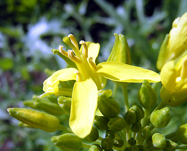 ミズナ 水菜 Flower Heartfullunch Com 花と緑の写真集