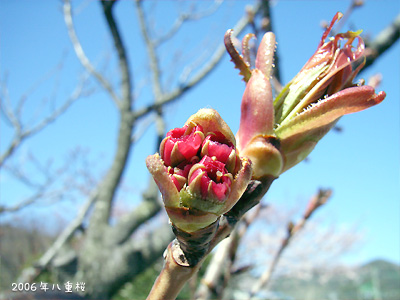 サクラ（桜）：八重桜 