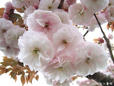 サクラ（桜）：八重桜 