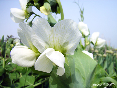 きょうの誕生花（3月17日）：エンドウ（豌豆）