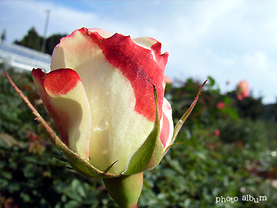 バラ（薔薇）：ジュビレ デュ プリンス ドゥ モナコ