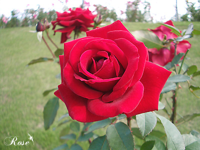 バラ（薔薇）：ガルテンツァウバー’84