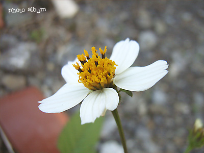 オオバナセンダングサ 大花栴檀草 Flower Heartfullunch Com 花と緑の写真集