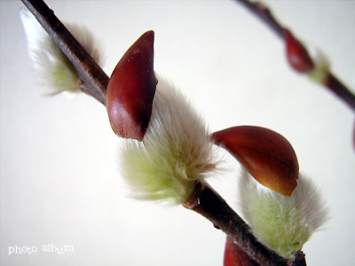 きょうの誕生花（1月20日）：ネコヤナギ（猫柳）