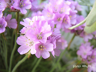 アルメリア Flower Heartfullunch Com 花と緑の写真集