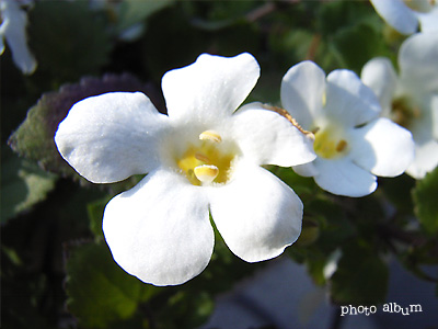 ステラ Flower Heartfullunch Com 花と緑の写真集