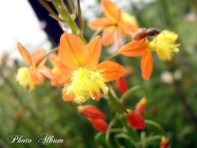 ハナアロエ 花アロエ Flower Heartfullunch Com 花と緑の写真集